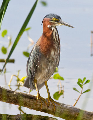 Green Heron