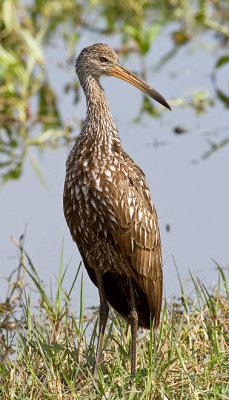 Limpkin