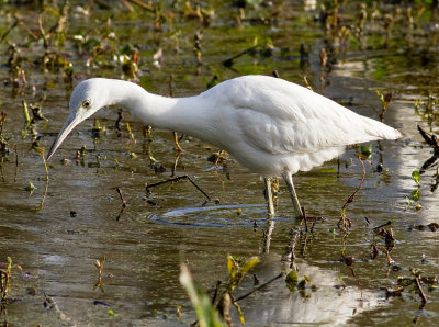 Little Blue Heron (juv)