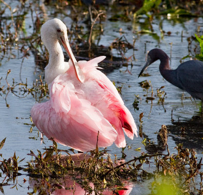 Roseate Spoonbill