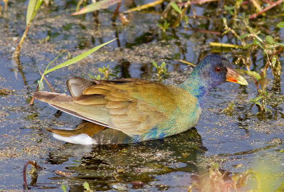 Purple Gallinule