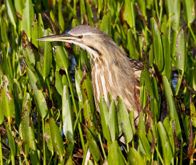 American Bittern