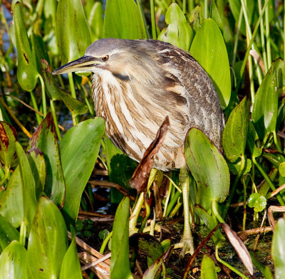 American Bittern