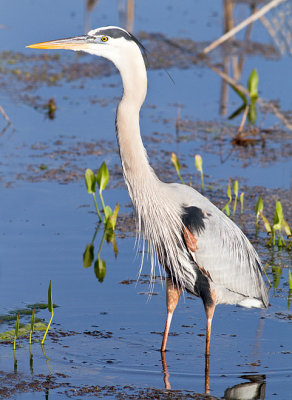 Great Blue Heron