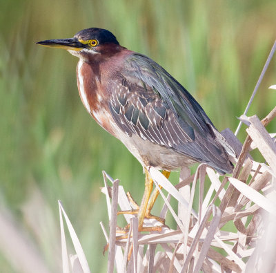 Green Heron