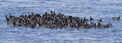American Coot
