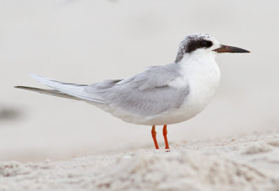 Forster's Tern