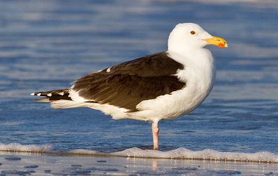 Gulls, Terns, Skimmers & Auks