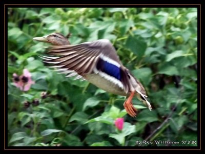 PC-DSC_0725.JPG7.jpg