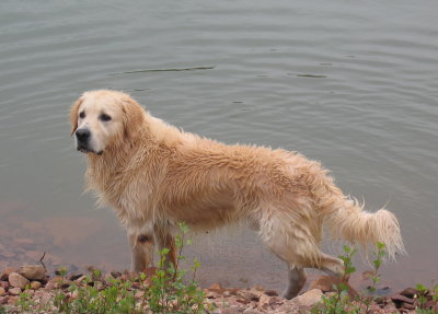 GOLDEN RETRIEVER BARCELONA