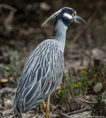 Yellow-crowned Heron