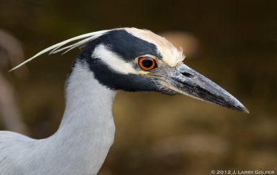 Yellow-crowned Heron