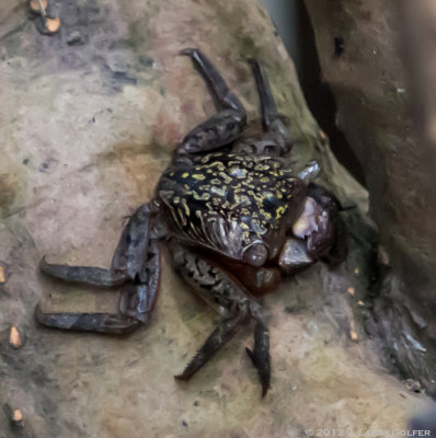 Mangrove Tree Crab