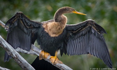 Anhinga