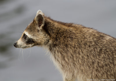 Juvenile Raccoon