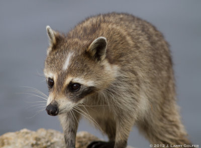 Juvenile Raccoon