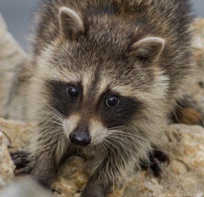 Juvenile Raccoon