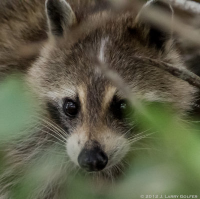 Juvenile Raccoon