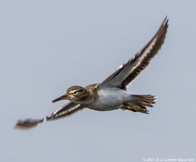 Spotted Sandpiper