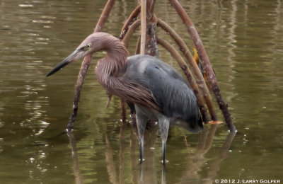 Reddish Egret