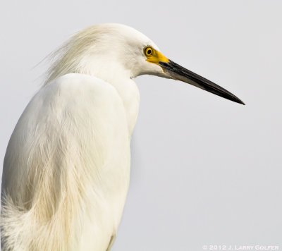 Snowy Egret