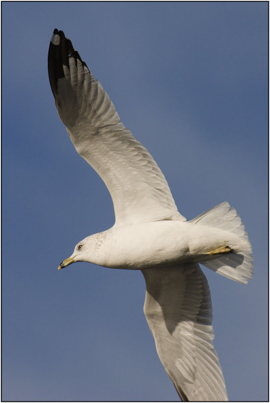 CRW_3851.jpg