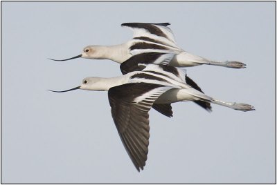 American Avocet