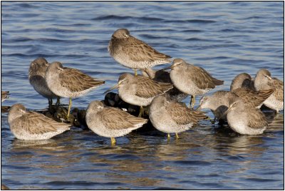 Scolopacidae : Sandpipers