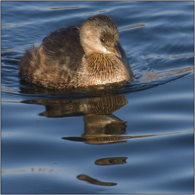 Pied-billed Grebe