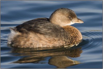 Pied-billed Grebe