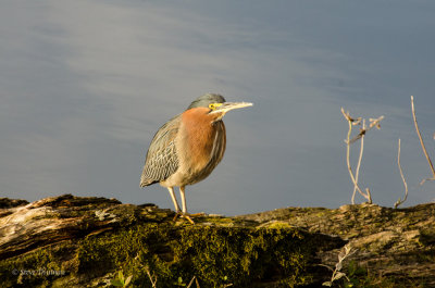 Herons