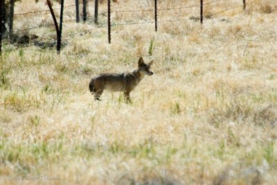 Hungry Coyote
