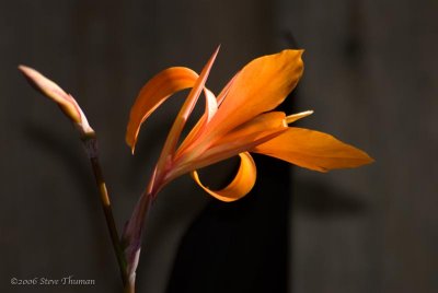 Orange Glow