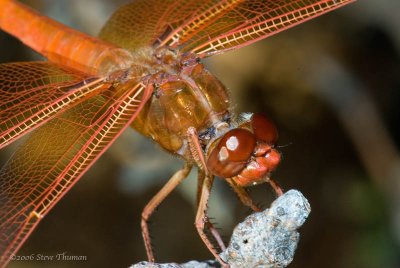 Dragonfly