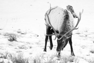 IMG_3200-crop-BW-150dpi-JPG.jpg