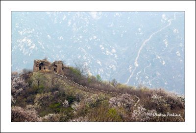 Wild-wall-3.jpg