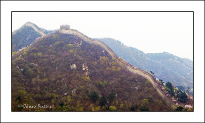 Wild-wall-4.jpg