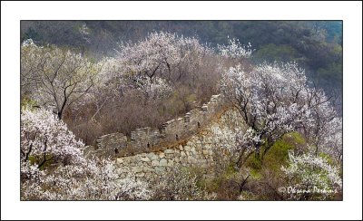 Wild-wall-5.jpg