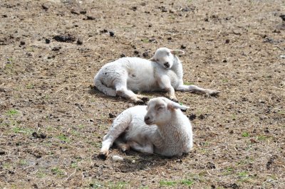 Lammetjesdag Strabrechtse Heide