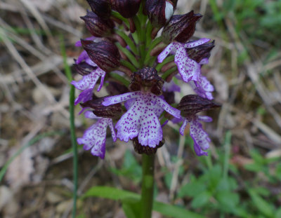 Orhis purpurea, Ginestra Fiorentina