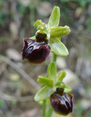 Ophrys incubacea (sphegodes?), Ginestra Fiorentina