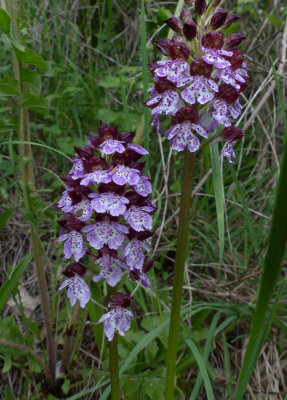 Orhis purpurea, Ginestra Fiorentina