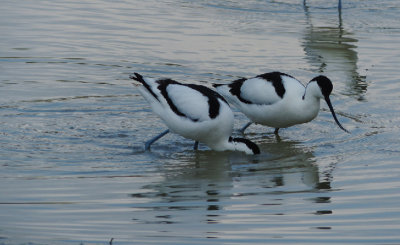 Avocetta, Piana Fiorentina