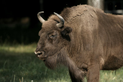 PL-BISONTE001.jpg