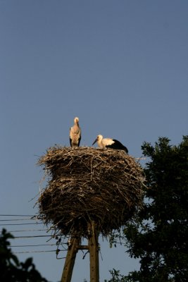 PL-CICOGNE006.jpg