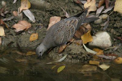 Tortora-comune (juv) - Fiume Pesa