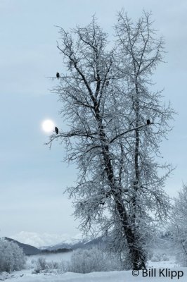 Moonset over Chilkat River  2