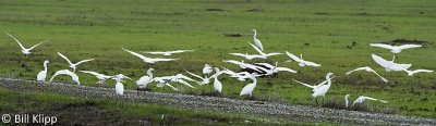 Snowy Egret  8