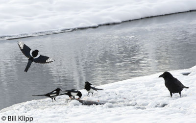 Magpies & Raven  2