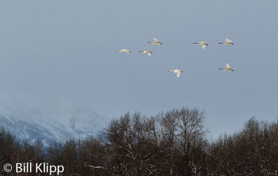 Trumpeter Swans  1